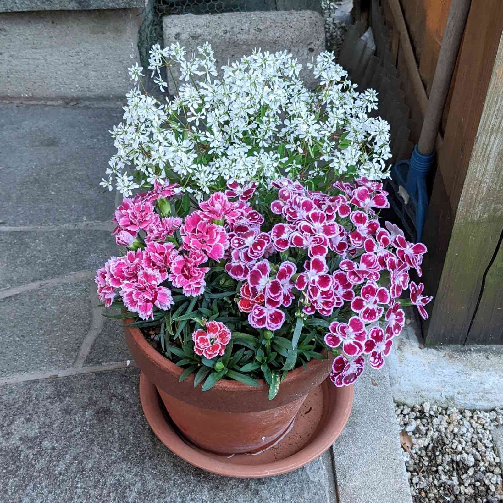 カーネーション寄せ植え｜🍀GreenSnap（グリーンスナップ）