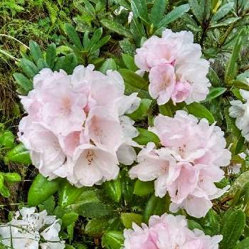 ピンク色の花の画像 by みどりさん | お出かけ先と石楠花(しゃくなげ)とはなのある暮らしとありがとうとゆるくたのしくと癒やされてとピンク色の花と平和を願うとスマホで撮影