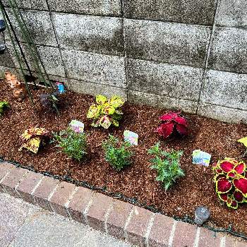 イソトマ ローレンティア フィズアンドポップの画像 by なおちゃんさん | 小さな庭とラトゥールとコリウスとケイトウとイソトマ ローレンティア フィズアンドポップと花壇と花のある暮らしとサントリー フラワーズとpwの花