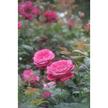 Foveonの画像 by nesoさん | ゲーテローズとnesoの薔薇と与野公園とローカルカメラマンかな？！（笑）と月曜日にはバラをとFoveon