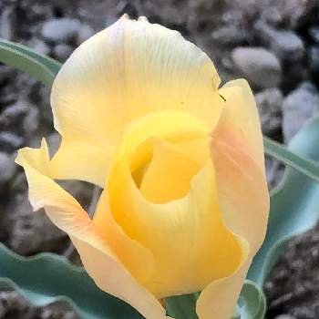 今日も元気での画像 by 花土葉さん | お出かけ先と黄色の花と春の訪れと チューリップと今日も元気で