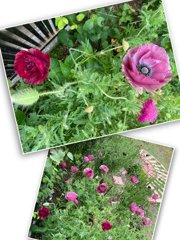 クナウティアの投稿画像 By Mahosihoさん ポピーとポピー パンドラとヒナゲシとヒナゲシ ラズベリーリップルと裏庭とピンクの花と花壇とシックと宿根 多年草と一年草と地植えと裏庭とピンクの花と花壇とシックと宿根 多年草と一年草と地植え 22月5月16日 クナウティアの投稿画像 By Mahosihoさん ポピーとポピー パンドラとヒナゲシとヒナゲシ ラズベリーリップルと裏庭とピンクの花と花壇とシックと宿根 多年草と一年草と地植えと裏庭とピンクの花と花壇とシックと宿根 多年草と一年草と地植え 22月5月16日