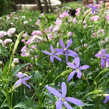 青い花大好きの画像 by Marillaさん | 小さな庭とイソトマと狭小庭と半日陰の庭と青い花大好きとはなのある暮らし