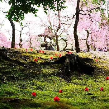 枝垂れ梅の画像 by rhimieさん | お出かけ先と枝垂れ梅と「PWラグランジアな瞬間」