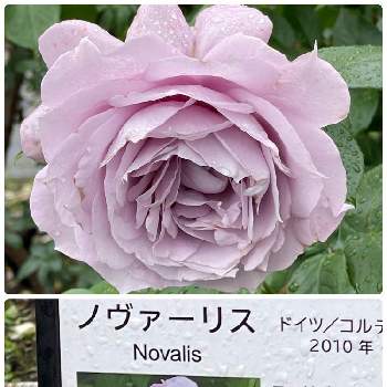 バラ ノヴァーリスの画像 by にぬさん | お出かけ先とバラ ノヴァーリスと開花中と藤色の花
