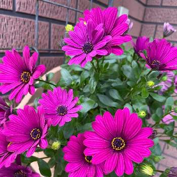 つぼみがたくさんの画像 by Angela350さん | 広い庭とオステオスペルマムとあざやか！とかわいいつぼみといやされる♡と優しさありがとうと花だいすきとありがとうとピンクとつぼみがたくさんと笑顔がいちばんと花のある暮らしとかわいい花とひろがれ〜と微笑み