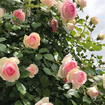ピエールドロンサールの画像 by doramiさん | 窓辺とピエールドゥロンサールとバラとつるバラ...とピエールドロンサールと薔薇に魅せられてとピンクの花と花のある暮らしとばら バラ 薔薇