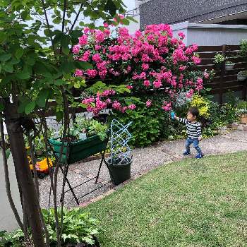 息子君♡の画像 by hinamama ♡さん | 小さな庭とばら バラ 薔薇と息子君♡とホスタ　ギボウシとアンジェラ♡と低木と末っ子