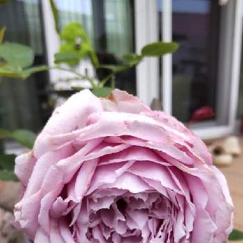 私の庭の画像 by Chieko☆さん | 薔薇♡と可愛い花と大好きと私の庭と綺麗な色♡