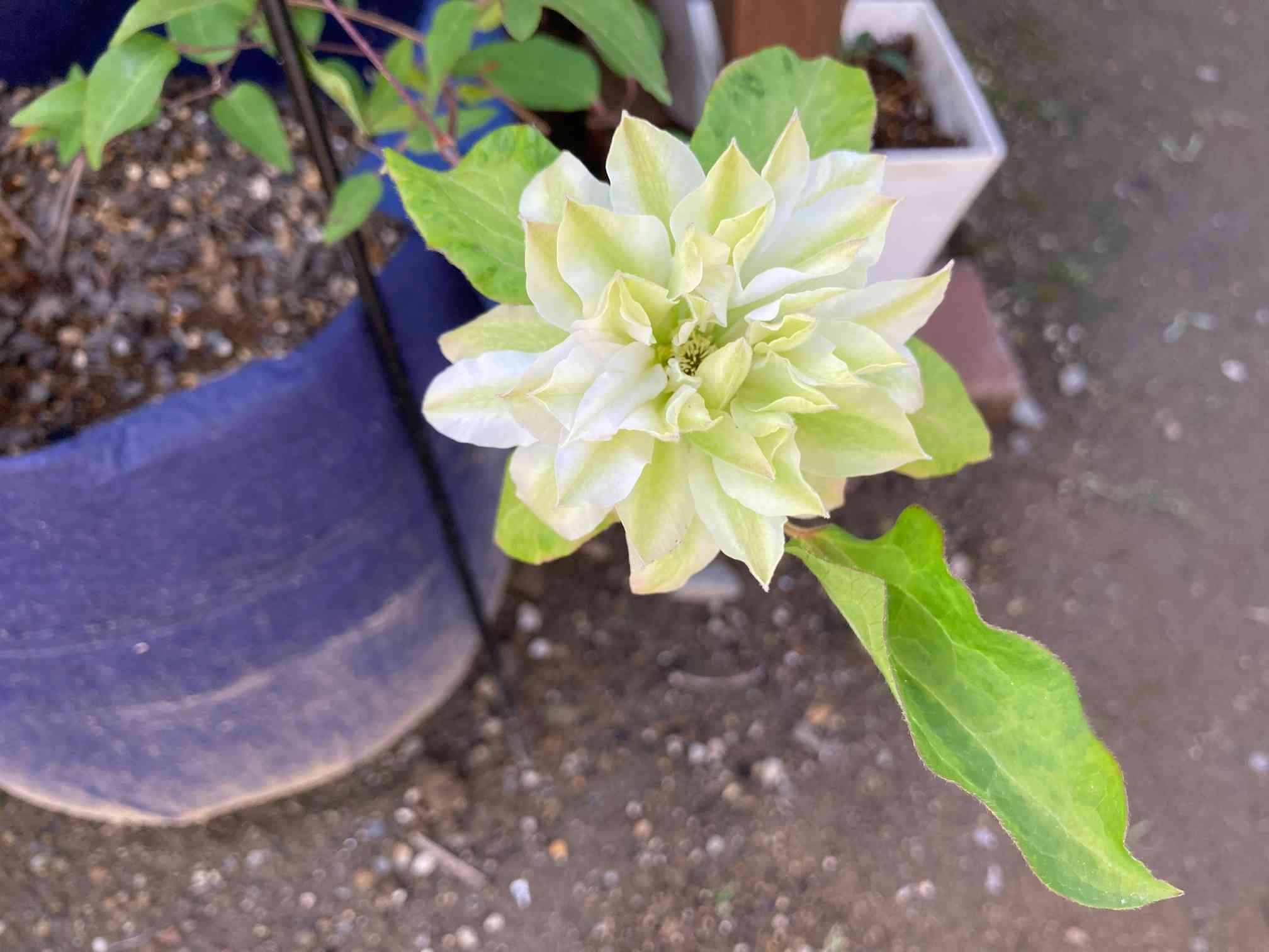 クレマチス 薫風 クレマチス 千の風｜🍀GreenSnap（グリーンスナップ）