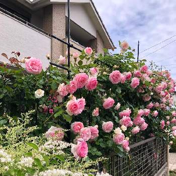 小さな庭❀の画像 by ゆかりんさん | 小さな庭と咲いてくれた♡とばら バラ 薔薇と花のある暮らしと小さな庭❀と薔薇♪