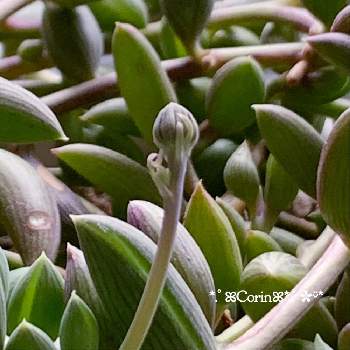 セネシオ属の画像 by こりん♪さん | アーモンドネックレスと花芽と成長記録とセネシオ属と春だね