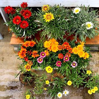 四季の花の画像 by gtyさん | テラスとガザニアと観葉植物と亜熱帯・熱帯植物とSDGsと沖縄とガーデニングと四季の花