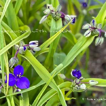 紫のお花の画像 by ハナコさん | お出かけ先とオオムラサキツユクサと紫のお花と明石公園