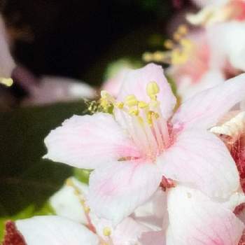 シャリンバイ属の画像 by 心ほっと。。。さん | お出かけ先とお花とピンクの花とシャリンバイ属