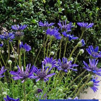 フェリシア,植物のある暮らし,青い花,放置栽培。,今日のお花の画像