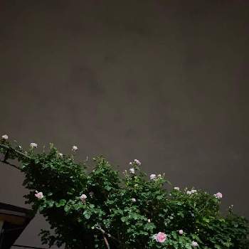 薔薇シンデレラの画像 by Momo❣️さん | フラワームーン（5月の満月）と薔薇シンデレラと春のお花とピンクワールドへ ようこそと満月の夜とハート❤と幸せの花とピンクシリーズ♪