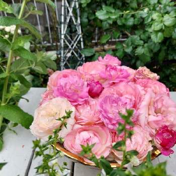 バラ・ピエールドゥロンサールの画像 by あずそらさん | 小さな庭とユジェーヌイーマルリと大好きな薔薇とバラ・ピエールドゥロンサールと無農薬の薔薇と薔薇ジャスミーナと薔薇の咲く庭