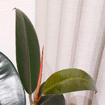 フィカス バーガンディ,観葉植物を楽しむ,みどりのある暮らし,新しい葉っぱ,きれいの画像