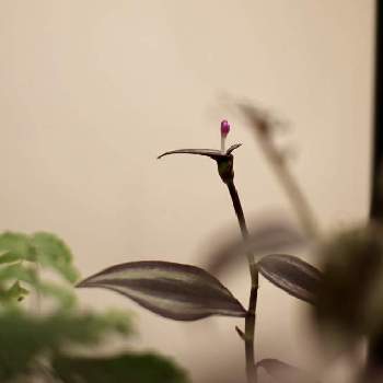 ツユクサ科の画像 by mossmossさん | 部屋とトラディスカンティア・ゼブリナと観葉植物と鉢植えとツユクサ科とムラサキツユクサ属