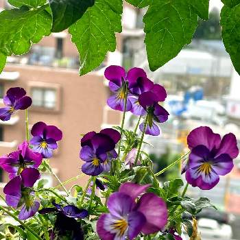 小っちゃい♪の画像 by レモン茶さん | バルコニー/ベランダとビオラと小っちゃい♪と紫色♪と実家の庭と小さな花と実家の花