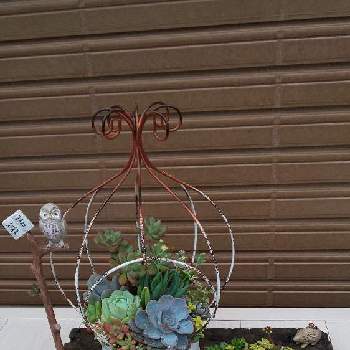 サブセシリスの画像 by nezukoiさん | 玄関とミニベルとサブセシリスと静夜と多肉植物寄せ植え