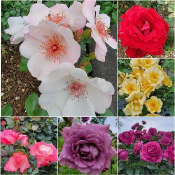 薔薇 ノスタルジーの画像 by はっぱさん | お出かけ先とベルサイユのばらとピンクサクリーナと伊豆の踊子とノヴァーリスと薔薇 ノスタルジーと薔薇 センテッド エアーとブルーパフュームとバラ　オドゥールダムールと金蓮歩とばら バラ 薔薇といつも見て頂きありがとうございますと錦江湾公園はなまつりと錦江湾公園の春バラとバラ・ミニバラ