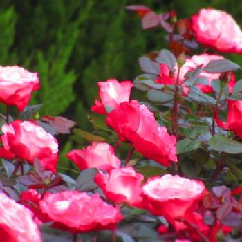 朝の散歩の画像 by サワーポメロさん | 薔薇･ノスタルジーとばら バラ 薔薇と近くの公園と素敵な庭に✨と皆様に感謝と朝の散歩と花のある暮らし