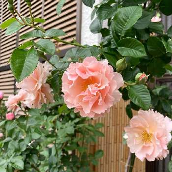 HTCの画像 by レイニーブルーさん | 広い庭とHTCとキュンキュン乙女倶楽部と2022 レイニーブルーガーデン　バラとばら バラ 薔薇とバラはいいなぁと薔薇愛同盟とバラのある暮らしとツィッギーローズと庭のある暮らしとバラが好きとバラを楽しむ