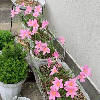 ピンク♡の画像 by ゆみるさん | ゼフィランサスとピンク♡とおうち園芸と弟の会社ともりもりと花のある暮らし