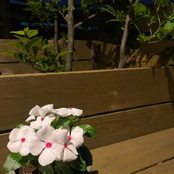 大阪の画像 by のぴさん | エゴノキとニチニチ草と多肉植物と家庭菜園と大阪とオージープランツ