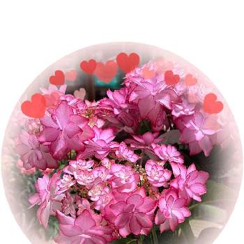大好きな花の画像 by Cocoさん | Coco日和とグリーンライフ♡とnature lovers❤️と花のある生活とHappy mothers dayとseason greetingsと大好きな花とガーデニング