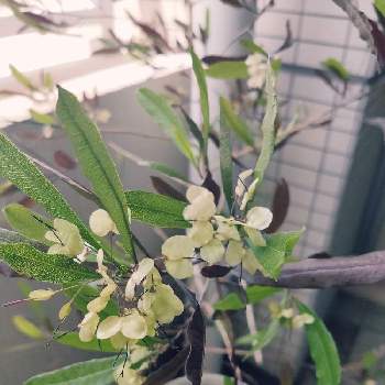 ウエストリンギア・スモーキーホワイト,オーストラリアン・ローズマリー,鉢植え,成長記録の画像