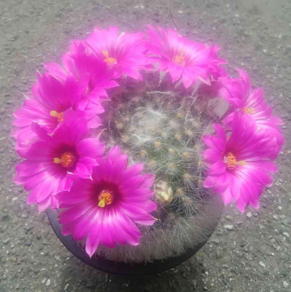 サボテン達の花 2022｜🍀GreenSnap（グリーンスナップ）