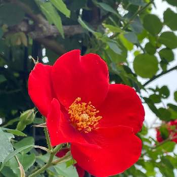 綺麗✨の画像 by 1148よっさんさん | お出かけ先とバラと❤️情熱の赤と播磨中央公園バラ園☆とバラ園と真っ赤な花と雲仲間と鮮やか と綺麗✨