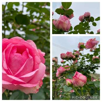 素敵な花色の画像 by 芙蓉さん | ❤️薔薇に癒されてとばら バラ 薔薇とコロンとした蕾と素敵な花色とつるバラヒストリー