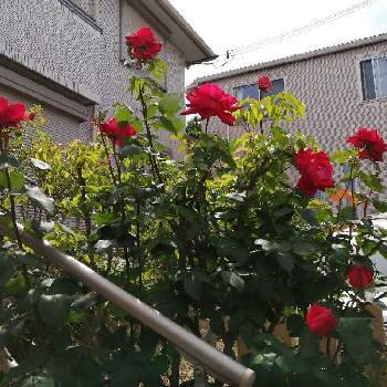 真っ赤❤の画像 by 爽（薔薇の名前）さん | 小さな庭と満開と薔薇♡と真っ赤❤