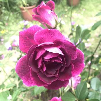 バーガンディアイスバーグの画像 by あきさんさん | 小さな庭とバーガンディアイスバーグと薔薇と薔薇に魅せられてと植中毒と花のある暮らしと薔薇♪とロザリアン