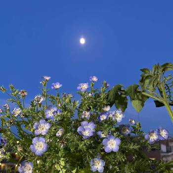 満月♪の画像 by レモン茶さん | バルコニー/ベランダとネモフィラと南の空♪と青紫色♪と満月♪と夜空にと小さな花とお月様と…