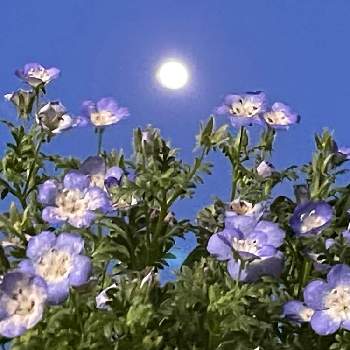 小っちゃい♪の画像 by レモン茶さん | バルコニー/ベランダとネモフィラと小っちゃい♪と南の空♪と青紫色♪とアップでと満月♪と夜空にと小さな花とお月様と…