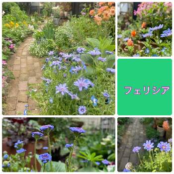 今日のお花♡の画像 by na-chanさん | 小さな庭とフェリシアといつもありがとう♡と手作りの庭とシェードガーデンとマイガーデンとナチュラルガーデンとGS倉敷支部とガーデニングと花が好きと今日のお花♡