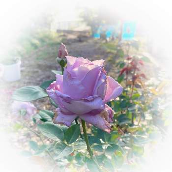 ブルームーンの画像 by soy_βin さん | 小さな庭とバラとブルームーンとマイガーデンと季節の花とGS繋がに感謝と今日のお花と花のある暮らしとバラ・ミニバラとばらの香りと繋がりに感謝✨