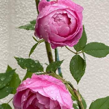 季節のお花の画像 by azusaさん | 玄関とピンク ぴんく Pinkとばら バラ 薔薇とハイポネックス園芸部2022とラレーヌヴィクトリアとHappyな気分と綺麗と季節のお花とハイポネックスアンバサダー2022と花のある暮らしとかわいいと私のお庭2022と咲いた！
