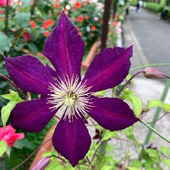 クレマチス ミケリテの投稿画像一覧 Greensnap グリーンスナップ