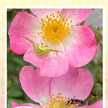 薔薇 バレリーナの画像 by ブンブンさん | 小さな庭と薔薇 バレリーナと可愛い❤とピンク大好きと優しい花と癒される♪と花のある暮らし