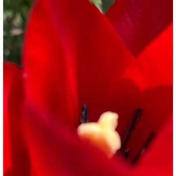 赤・紅・あか・レッドの画像 by キキさん | 小さな庭とチューリップ深紅とチューリップ♪と深紅と小さな花で幸せをと真っ赤な花とげんきになぁれ！と最愛の友へ届けとLife is beautifulと美しく咲くと花言葉に心をのせてとめぐり逢と楽しく元気に頑張ろうと皆んな幸福にといつも心に太陽をと明るい色とげんきもらえますと赤い花とみどりに癒されると明日はきっと良い日になると真っ赤な火曜日と赤・紅・あか・レッド