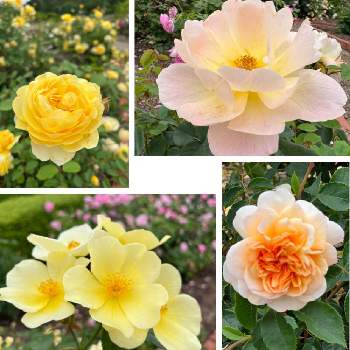 色とりどり,薔薇園,薔薇満開,美しい,花好きの画像
