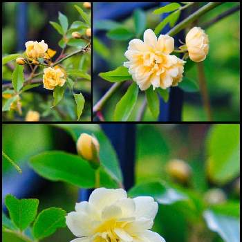 モッコウバラ♪の画像 by igaさん | 広い庭とモッコウバラ♪とばら バラ 薔薇と黄色モッコウバラとおうち園芸とバラ・ミニバラ