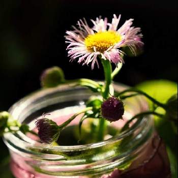 ピンク色の花の画像 by coroloveさん | 窓辺と野の花と小さなしあわせとピンク色の花とハルジオン  春紫苑とチーム海外