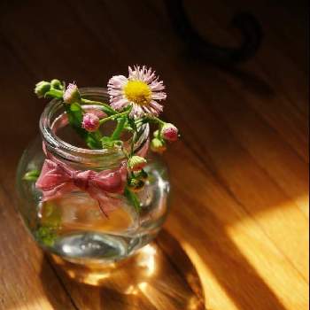 春の草花の画像 by coroloveさん | 窓辺と春の草花とピンク色の花とハルジオン  春紫苑とチーム海外